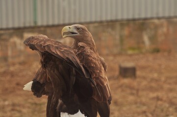 Animals are a traditionally (since the time of Aristotle) distinguished category of organisms,...