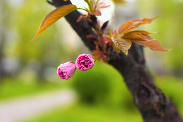 Two small soft pink blossoms of sakura on the branch with green leaves. Blurred background. Concept of nature. Kyoto Park in Kyiv, Ukraine
