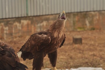 Animals are a traditionally (since the time of Aristotle) distinguished category of organisms, currently considered as a biological kingdom.