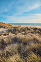 Danish North sea coast in summer sunlight. High quality photo - obrazy, fototapety, plakaty