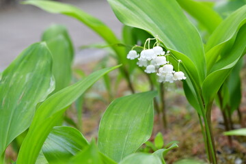 Obraz premium 은방울꽃 lily-of-the-valley