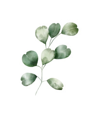 Watercolor floral illustration – Eucalyptus: green leaf branch, for wedding design, invitation, greetings, wallpapers, fashion, background. 