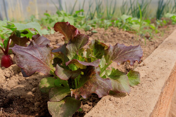 lettuce plants in raised garden bed, ready to harvest. A variety of beautiful organic large green curled salad heads in daylight. Selective focus.