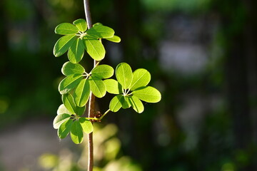 으름덩굴  Five-leaf Akebia