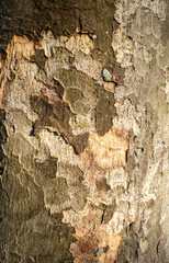 樹皮の表情のクローズアップ