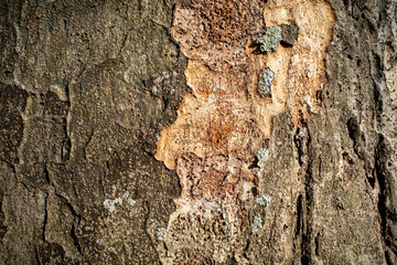 樹皮の表情のクローズアップ