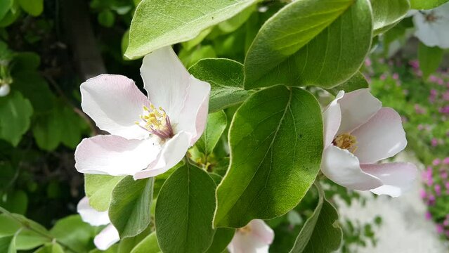 Newly opened flowers of quince fruit video image
