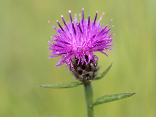 Black Knapweed