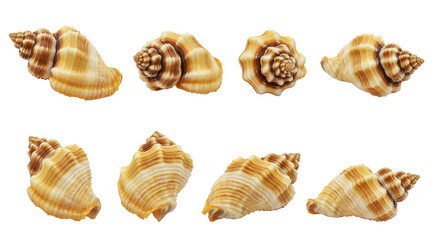 	
Collection of one seashell from different perspectives. isolated white background