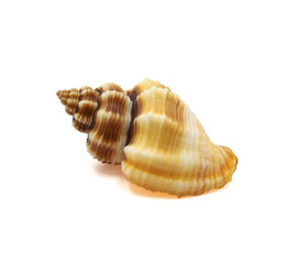 one sea shell isolated white background