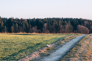 Spring rural landscape with sown field, coniferous forest and dirt road at sunset