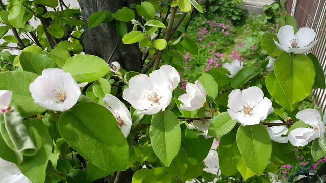 Newly opened flowers of quince fruit video image