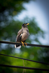 Beautiful jungle myna(shalik)bird looking angry on electrict wire selective focus images.