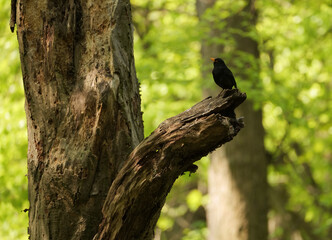 The blackbird (Turdus merula) is one of the main singers of the spring European forest. Near Krakow (Poland).
