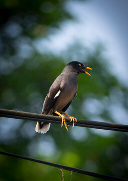 Beautiful jungle myna(shalik)bird looking angry on electrict wire selective focus images.