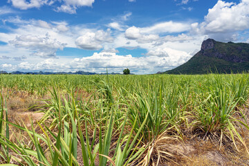 Scenery view of sugarcane saplings in planting fields near mountain in countryside of Thailand. Sugarcane fields and sugarcane saplings growing. small sugar cane stem on soil field. Selective focus.