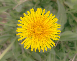 Close-up of a yellow flower