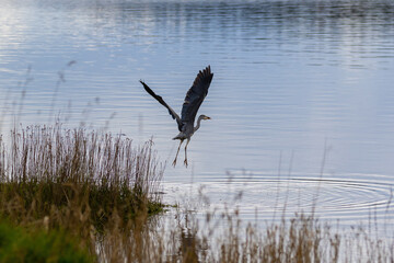great blue heron ardea cinerea
