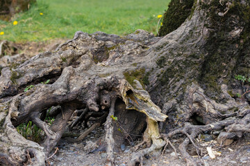 tree trunk with moss