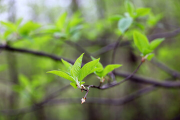 Spring season, young green leaves on a tree branch. Nature waking up in the forest