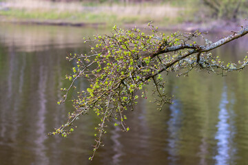 spring in the forest