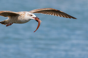 seagull in flight