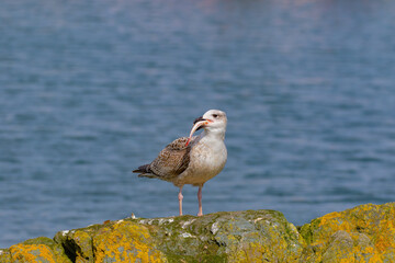 seagull on the rock