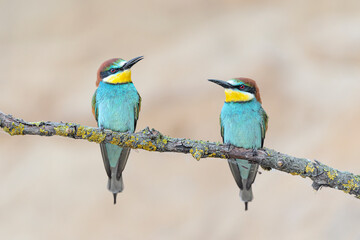Male (at left) and female (at right) of European bee eater (Merops apiaster)