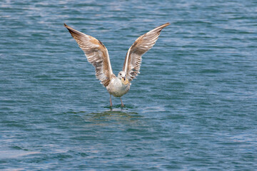 seagull in flight
