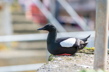 duck in the park
