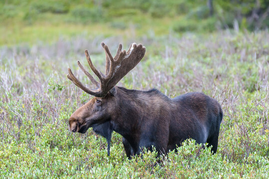 Bull Shiras Moose in the Colorado Rocky Mountains