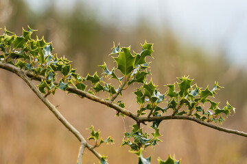 leaves on a branch