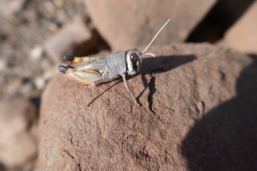 close up of a Jerusalem cricket