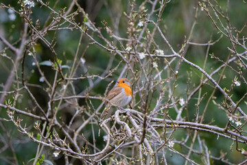 bird on a branch