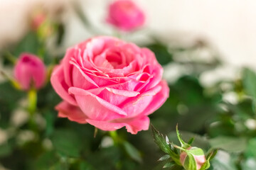 Beautiful rose flower on a background of blurred pink roses. Home plants or garden concept