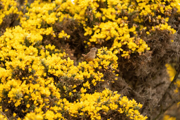 yellow flowers on the ground