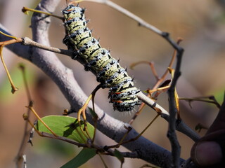 Mopane worm