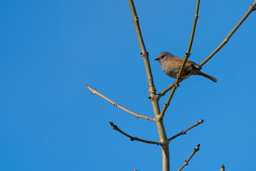 sparrow on a branch