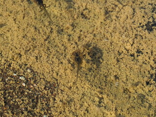 Frogs in Namibia