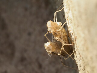 Two crickets mating