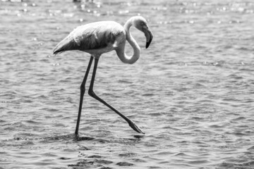Flamingo walk in shallow water 
