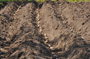 fresh organic potatoes in the field. Planting potatoes in the ground. Beds with potatoes