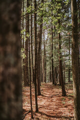 pine forest in the morning