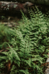 Ferns