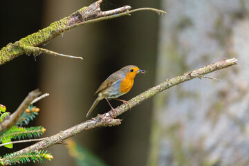 robin on branch