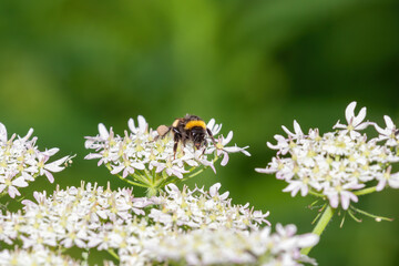 bee on a flower