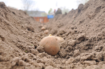 fresh organic potatoes in the field. Planting potatoes in the ground. Beds with potatoes