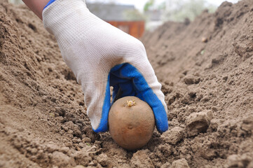 Woman hand planting potato tubers into the ground. Early spring preparations for the garden season. Seed potatoes. 