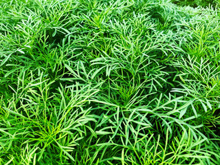 Green grass wall texture for backdrop design and eco wall and die-cut for artwork