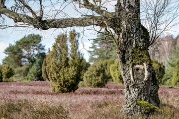 Old birches in the nature reserve Luneburg Heath exercise a special magic. With their white trunks,...